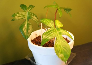 Philodendron Florida Green 'in eşsiz yaprağı, kapalı bir tropikal bitki.