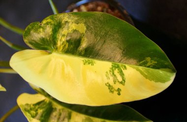 Philodendron Burle Marx 'ın güzel sarı ve yeşil mermer yaprağı