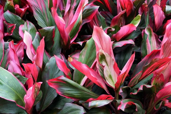 Red, green and white color foliage of Ti-Plant \'Bolero\' plants