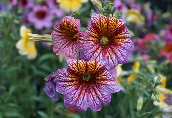 누아타 Salpiglossis Sinuata 학명으로 도알려진 그림이 그려진 — 스톡 사진