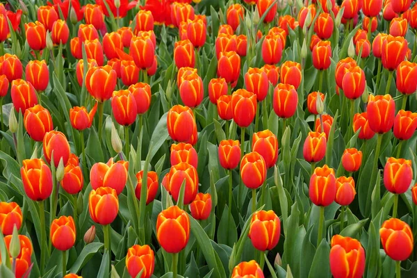 Bellissimi Fiori Tulipano Rossi Gialli Piena Fioritura Primavera — Foto Stock