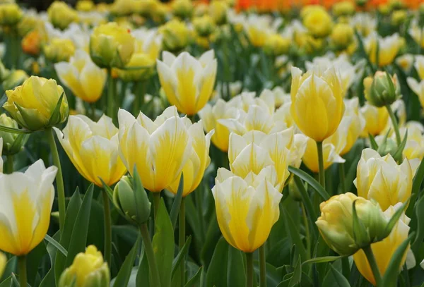 Beautiful Color Yellow White Fosteriana Tulip Sweetheart Flowers — Stock Photo, Image