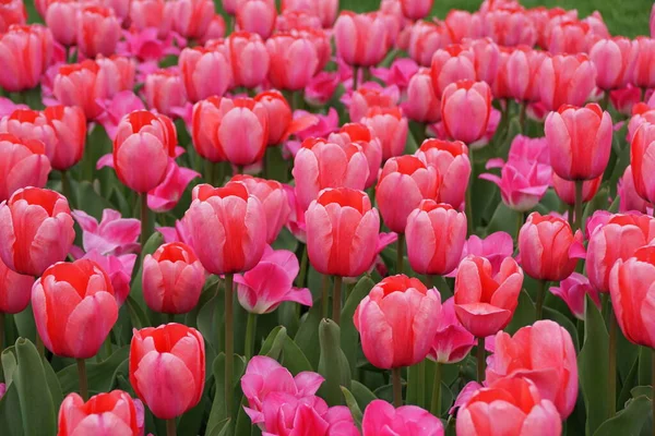 达尔文杂交郁金香在春天盛开时的 粉红印象 — 图库照片
