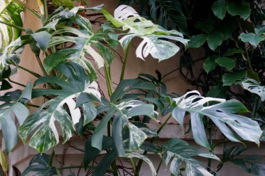 Monstera Deliciosa Albo tropikal bitkisinin güzel yaprakları