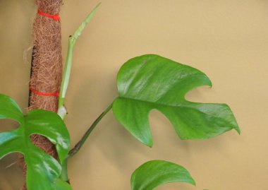 Rhaphidophora Tetrasperma bitkisinin güzel fenestrated yaprağı, Monstera Ginny olarak da bilinir.