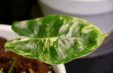 Sarı ve yeşil mermer bir Philodendron Burle Marx yaprağı çeşitlendirilmiş