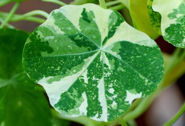 Nasturtium 'un beyaz ve yeşil yapraklı üst Alaska, yenilebilir bir bitki.