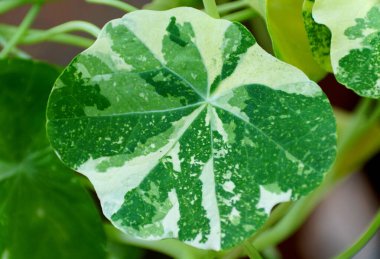 A white and green variegated leaf of Nasturtium Tip Top Alaska, an edible herb plant clipart
