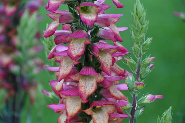Gyönyörű Hibrid Foxkesztyű Digiplexis Megvilágítás Láng Virágok — Stock Fotó