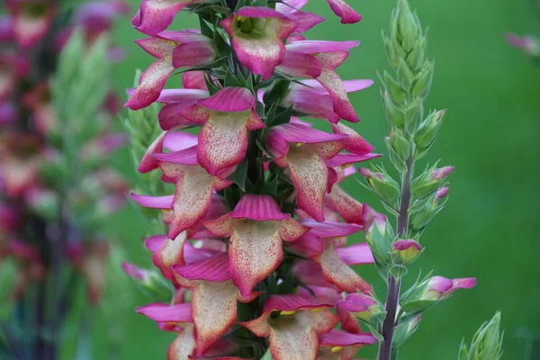 Krásné Hybridní Foxrukavice Digiplexis Osvětlení Plamen Květiny — Stock fotografie