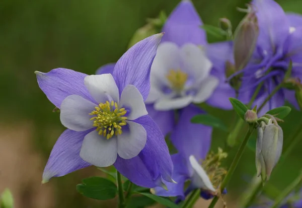 Piękne Kwiaty Colorado Blue Columbine Pełnym Rozkwicie — Zdjęcie stockowe