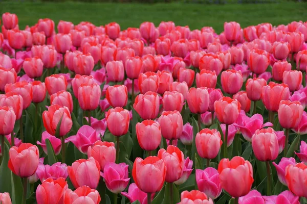 Tulipano Ibrido Darwin Pink Impression Fiori Piena Fioritura — Foto Stock