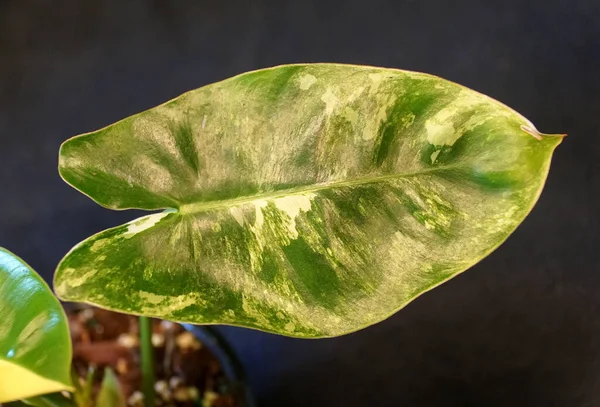 Uma Folha Mármore Amarelo Verde Philodendron Burle Marx Variegated Planta — Fotografia de Stock