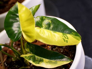 Philodendron Burle Marx bitkisinin sarı ve yeşil yarım ay yaprağı.