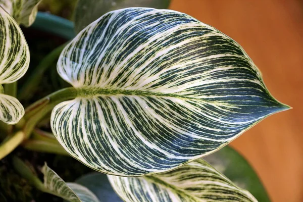 Grün Weiß Gefärbtes Blatt Von Philodendron Birkin — Stockfoto