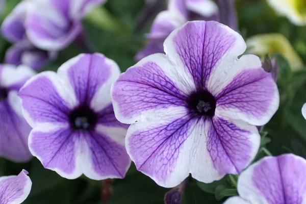 Violett Star Charm Petunia Blommor Vid Full Blom — Stockfoto