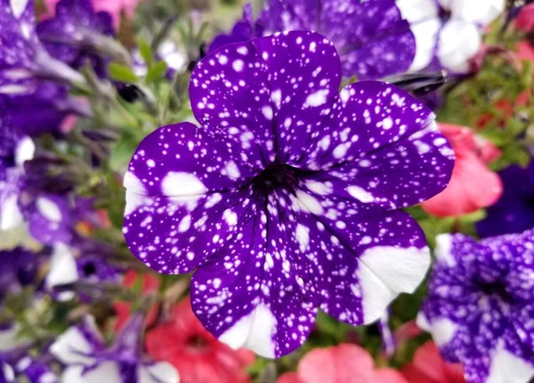 Hermoso Color Púrpura Oscuro Flores Petunia Mármol — Foto de Stock