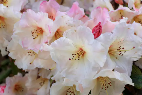 Fleurs Rhododendron Rose Clair Pleine Floraison — Photo