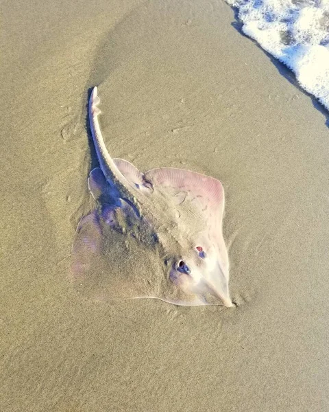 Pink Dotted Stingray Beach Caught Released — Stock Photo, Image