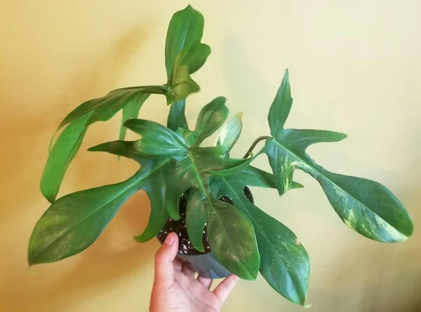 Çeşitli bir Philodendron Florida Güzeli, popüler bir ev bitkisi.