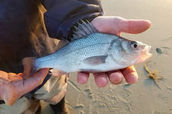 Tenir Une Perche Blanche Avant Elle Soit Relâchée Dans Eau — Photo