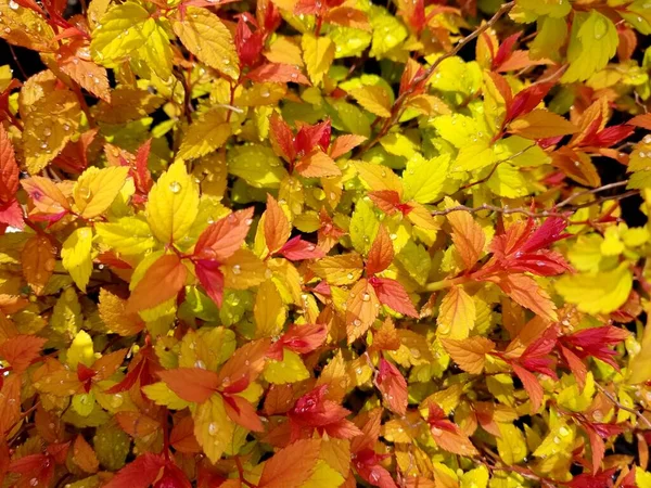 Яркие Цветные Листья Японских Растений Спиреа Волшебный Ковер — стоковое фото