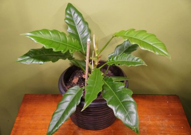 Philodendron Orman Boogie, popüler bir bitki.