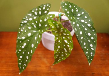 Polka Dot Begonya, Begonya Maculata olarak da bilinir.
