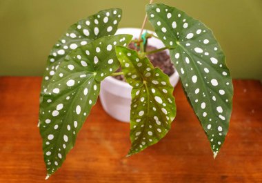 Polka Dot Begonia, also known as Begonia Maculata clipart