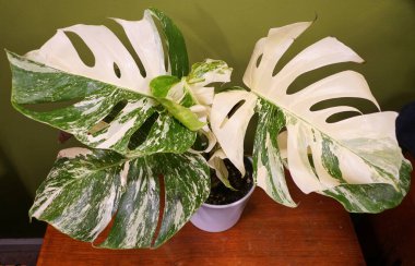 Popüler bir tropikal bitki olan Monstera Albo Borsigiana 'nın güzel yaprakları.