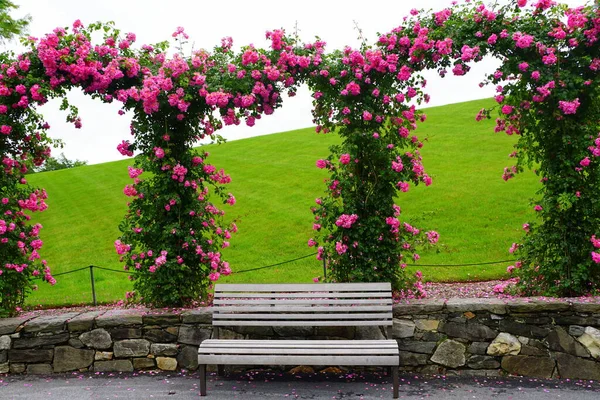 Arches Climbing Pink Roses Garden — Stock Photo, Image