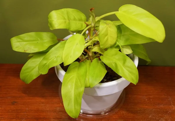 Philodendron Limonu, popüler bir bitki.