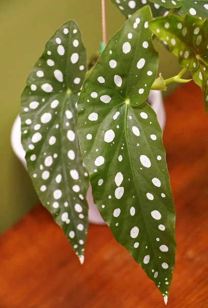 Polka Dot Begonia Juga Dikenal Sebagai Begonia Maculata — Stok Foto