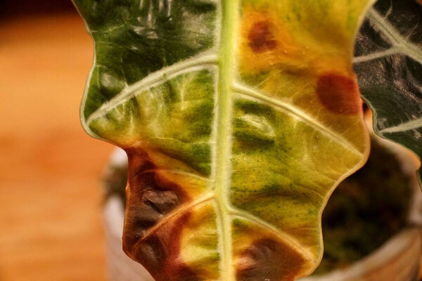 Close up of a burned leaf of Alocasia Polly Elephant Ear plant