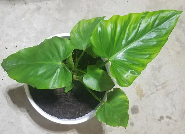 Küçük bir Philodendron Giganteum bitkisi, kapalı bir tropik bitki.