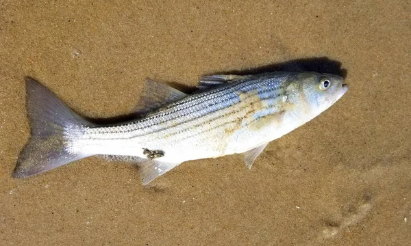 Ein Lebender Streifenbarsch Sand — Stockfoto