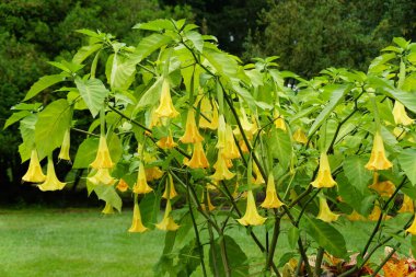 Güzel Sarı Melek 'in Trompet çiçekleri tam çiçeklenirken