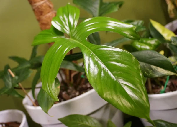 Philodendron Florida 'nın eşsiz yaprak şekli, kapalı bir tropikal bitki.