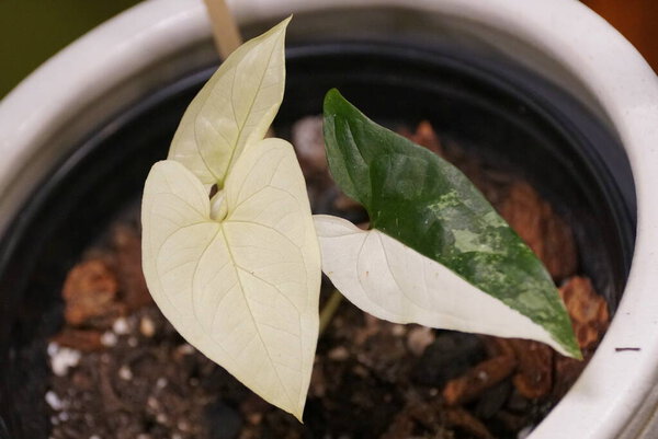 Beautiful white and dark green leaf of Syngonium Podophyllium Albo variegated plant