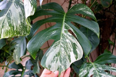 Değişik bir Monstera Deliciosa Albo bitkisinin güzel yaprağını kapat.
