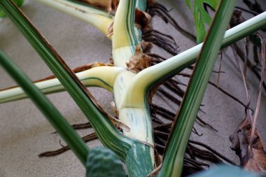 Çok çeşitli bir Monstera Deliciosa Albo bitkisinin güzel gövdesini kapatın.