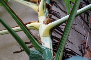Close up of the beautiful stem of a highly variegated Monstera Deliciosa Albo plant clipart