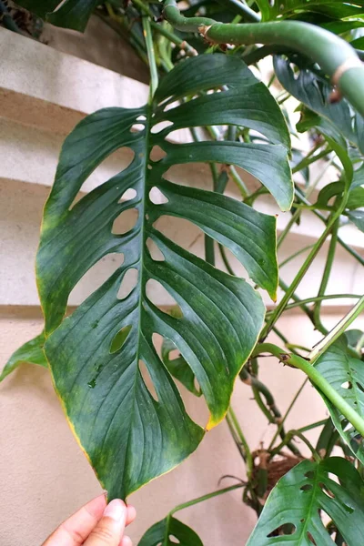 Close Van Een Groot Groen Blad Van Monstera Esqueleto Een — Stockfoto