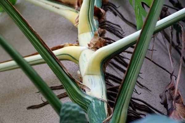 Närbild Den Vackra Stammen Mycket Brokig Monstera Deliciosa Albo Växt — Stockfoto