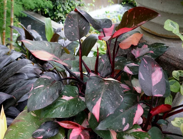 Philodendron Pembe Prensesi tropik bitkisinin güzel pembe ve siyah yaprakları