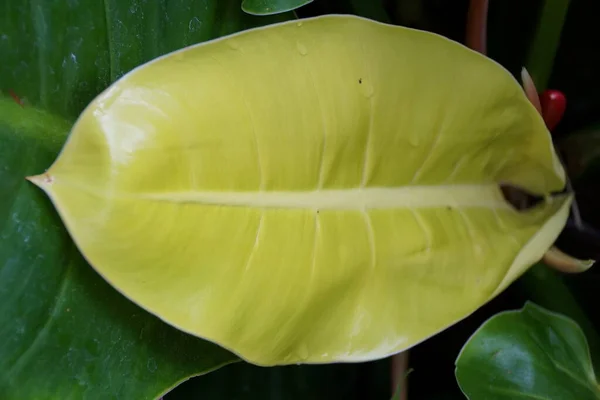 Duży Jasnożółty Listowie Philodendron Moonlight Domostwo Wnętrz — Zdjęcie stockowe