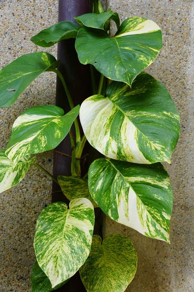Altın Hawaii Pothos yeşil ve sarı yaprakları, bir tropikal bitki