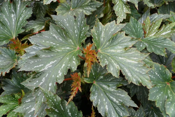 Hermosa Única Forma Caña Como Begonia Lana Hojas —  Fotos de Stock