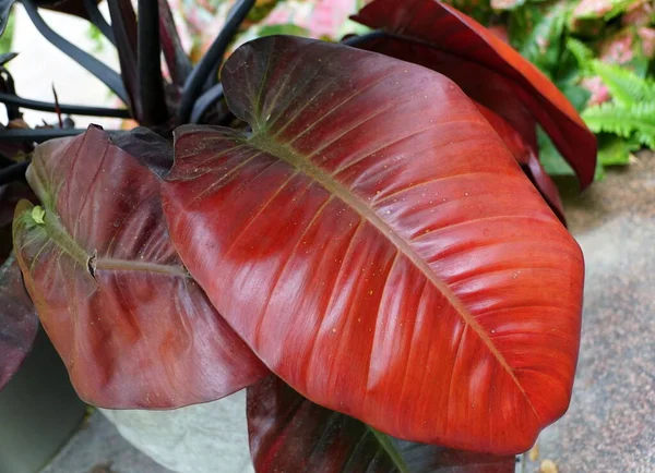 Philodendron 'un kırmızı yaprakları. Kara Kardinal, popüler bir kapalı alan bitkisi.