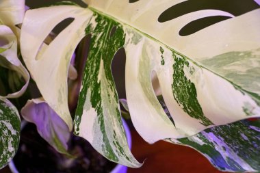 Close up of a highly variegated leaf of Monstera Albo Borsigiana, a popular tropical plant